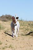 FOX TERRIER POIL LISSE 099